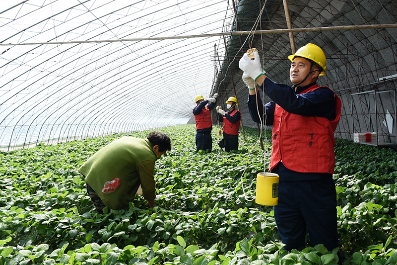 2020年4月，丹东供电公司员工来到东港市孤山镇谷屯村草莓种植大棚，帮助种植户排查用电设备隐患。.jpg